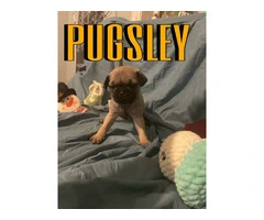 4 Pug puppies for sale with papers - 3