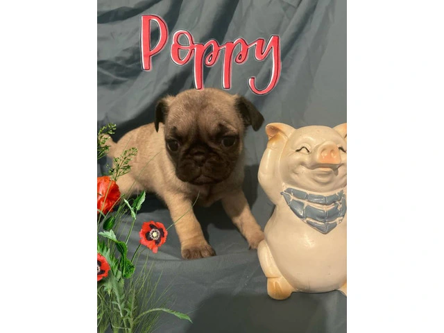 4 Pug puppies for sale with papers - 4/4