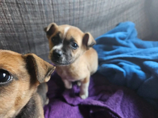 2 Cur mix puppies for adoption - 1/3