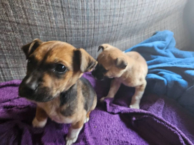 2 Cur mix puppies for adoption - 2/3