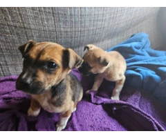 2 Cur mix puppies for adoption - 2