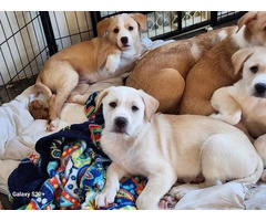Pyrador puppies looking for forever homes - 3