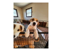 Pyrador puppies looking for forever homes - 4