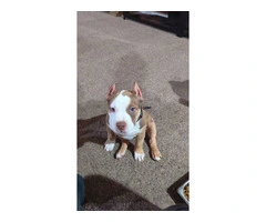 ABKC American Bully puppies for sale - 1