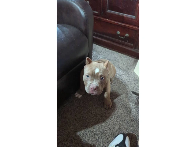 ABKC American Bully puppies for sale - 3/4