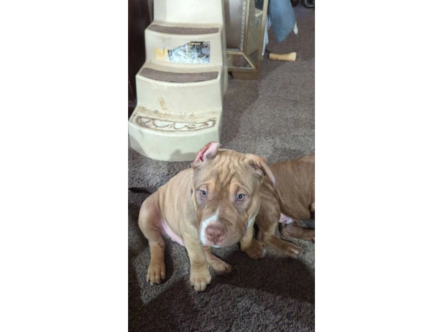 ABKC American Bully puppies for sale - 4/4