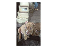 ABKC American Bully puppies for sale - 4