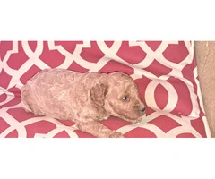 8 Red Miniature Poodle pups for sale - 5