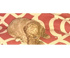 8 Red Miniature Poodle pups for sale - 6