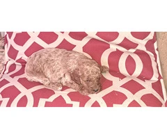 8 Red Miniature Poodle pups for sale - 7