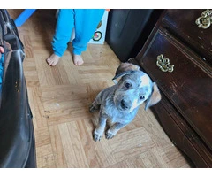 3 Blue heeler puppies looking for good homes - 11