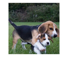 Adorable Beagle puppies for sale - 3