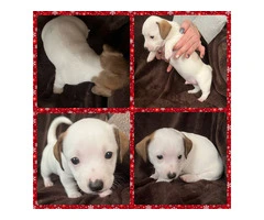 4 Jack Chiweenie puppies available - 2