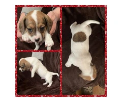 4 Jack Chiweenie puppies available - 3