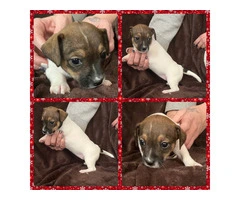 4 Jack Chiweenie puppies available - 4