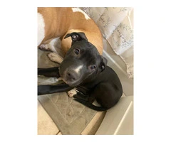 Male Amstaff Puppy Prince: Ready for a New Home