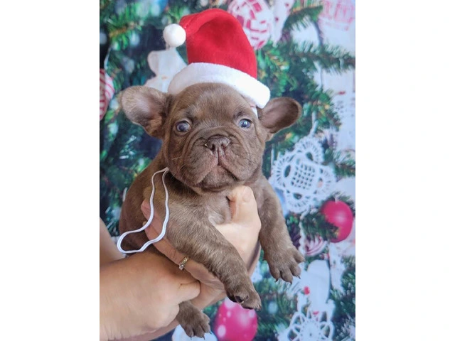Christmas Frenchie puppies for sale - 1/6