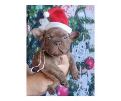 Christmas Frenchie puppies for sale