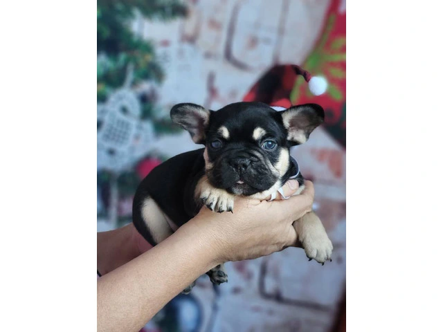 Christmas Frenchie puppies for sale - 2/6