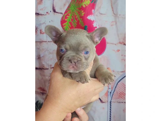 Christmas Frenchie puppies for sale - 3/6
