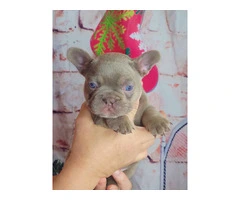 Christmas Frenchie puppies for sale - 3