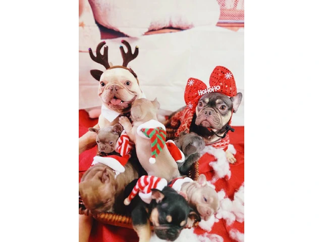 Christmas Frenchie puppies for sale - 4/6