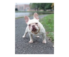Christmas Frenchie puppies for sale - 6