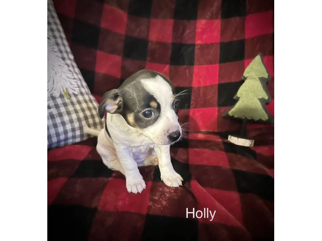 Holly and Joy needs a loving home - 1/2