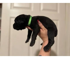 10 ICCF Cane corso puppies for sale