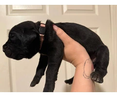 10 ICCF Cane corso puppies for sale - 2