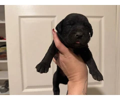10 ICCF Cane corso puppies for sale - 3