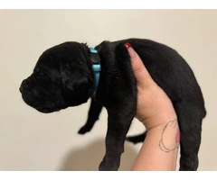 10 ICCF Cane corso puppies for sale - 4