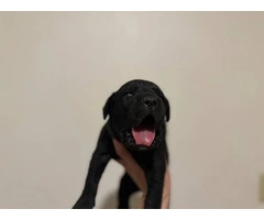 10 ICCF Cane corso puppies for sale - 5