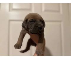 10 ICCF Cane corso puppies for sale - 6