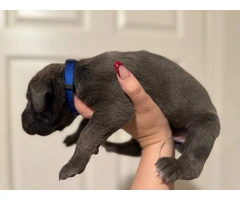 10 ICCF Cane corso puppies for sale - 7