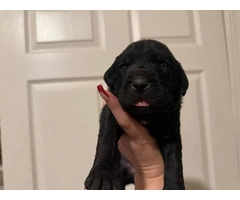 10 ICCF Cane corso puppies for sale - 8