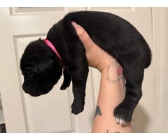 10 ICCF Cane corso puppies for sale - 9