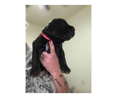 10 ICCF Cane corso puppies for sale - 10