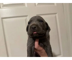 10 ICCF Cane corso puppies for sale - 11