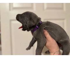 10 ICCF Cane corso puppies for sale - 12