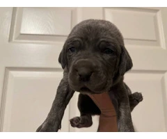 10 ICCF Cane corso puppies for sale - 13
