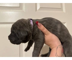 10 ICCF Cane corso puppies for sale - 14
