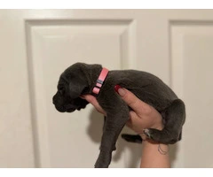 10 ICCF Cane corso puppies for sale - 15