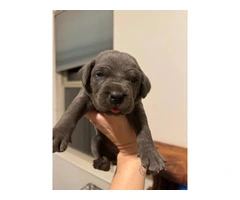 10 ICCF Cane corso puppies for sale - 16