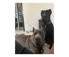 10 ICCF Cane corso puppies for sale - 17