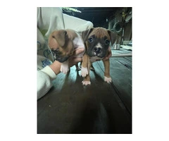 Boxer puppies local pickup only