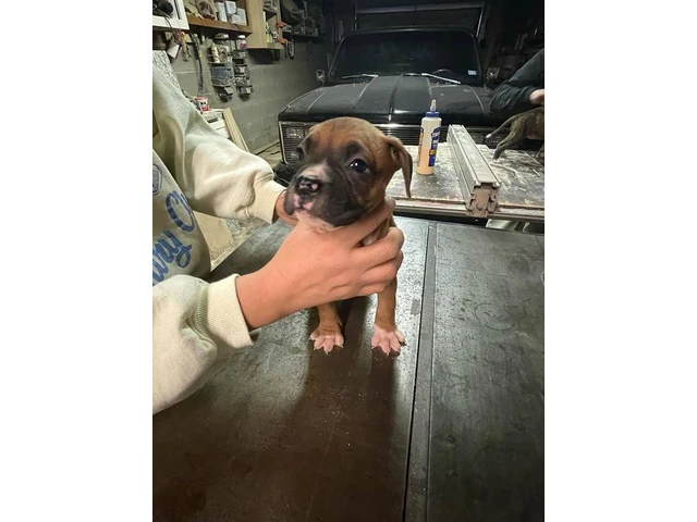Boxer puppies local pickup only - 2/15