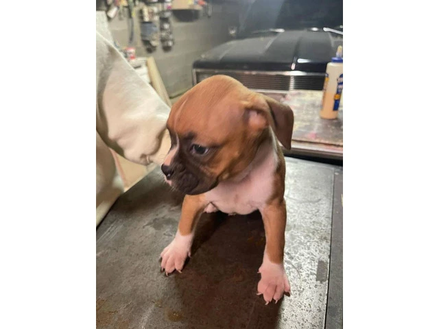 Boxer puppies local pickup only - 3/15