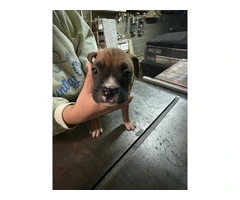 Boxer puppies local pickup only - 4