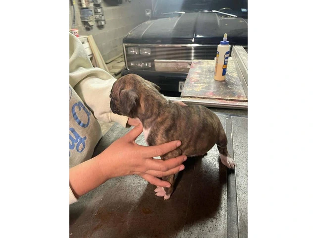 Boxer puppies local pickup only - 5/15